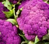 Cauliflower Modica
